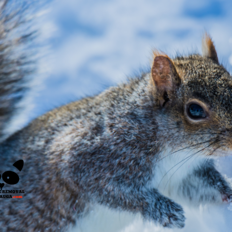Squirrel Removal Mississauga