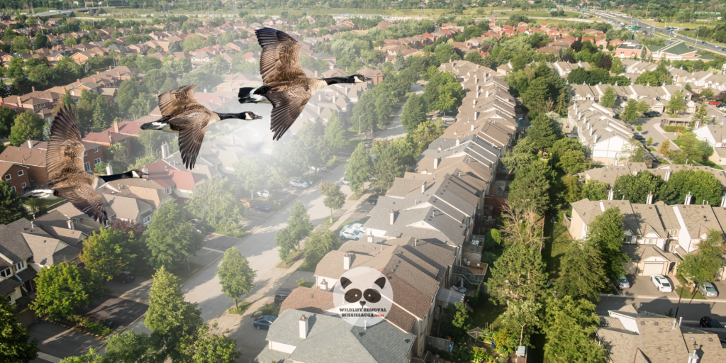 Wildlife Removal Mississauga, Animal Removal Wildlife Control in Mississauga