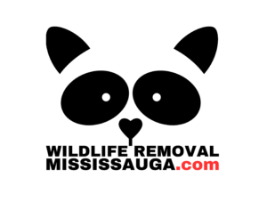 WILDLIFE REMOVAL MISSISSAUGA