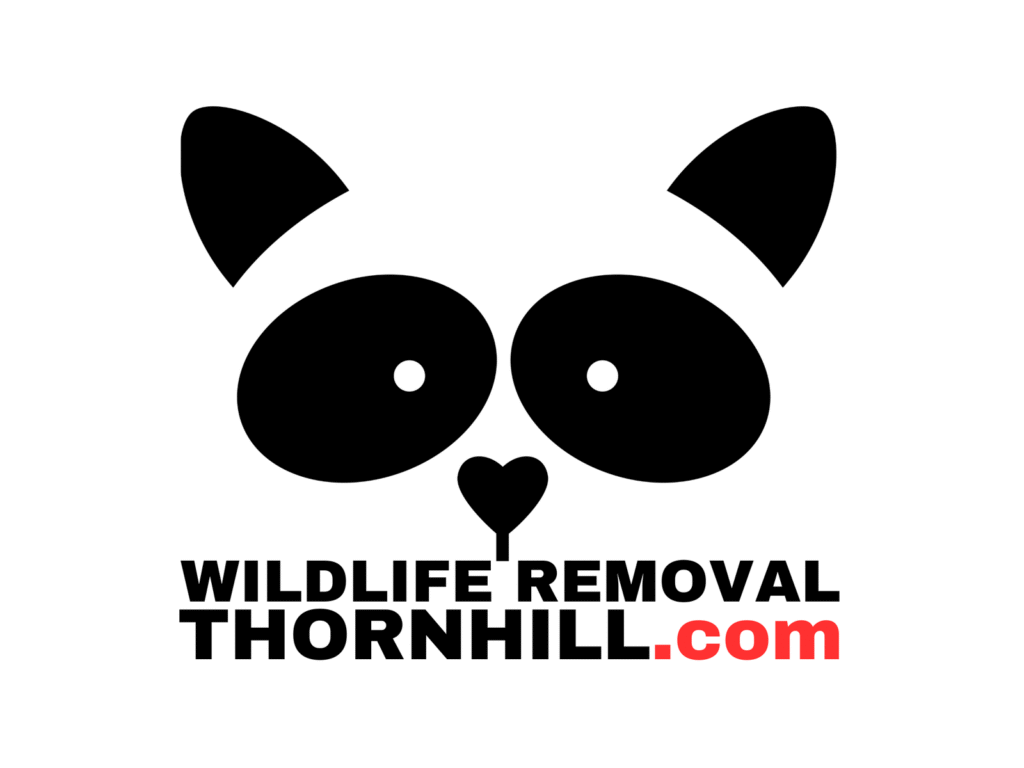 Wildlife Removal Thornhill
