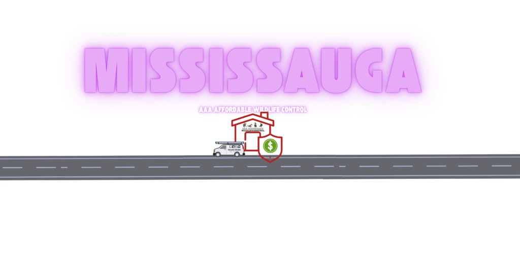 Wildlife Removal Mississauga, AAA Affordable Wildlife Control